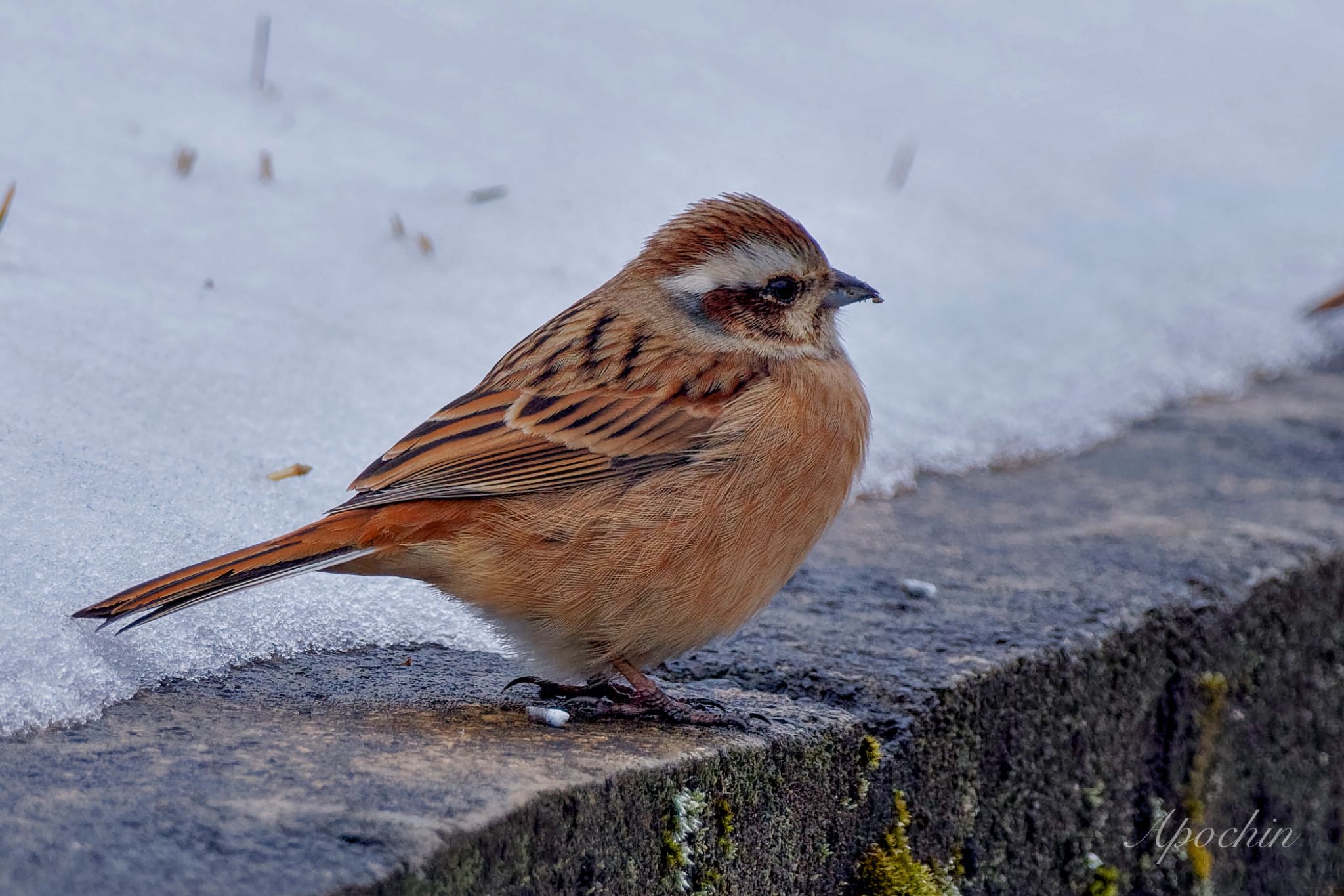 Meadow Bunting