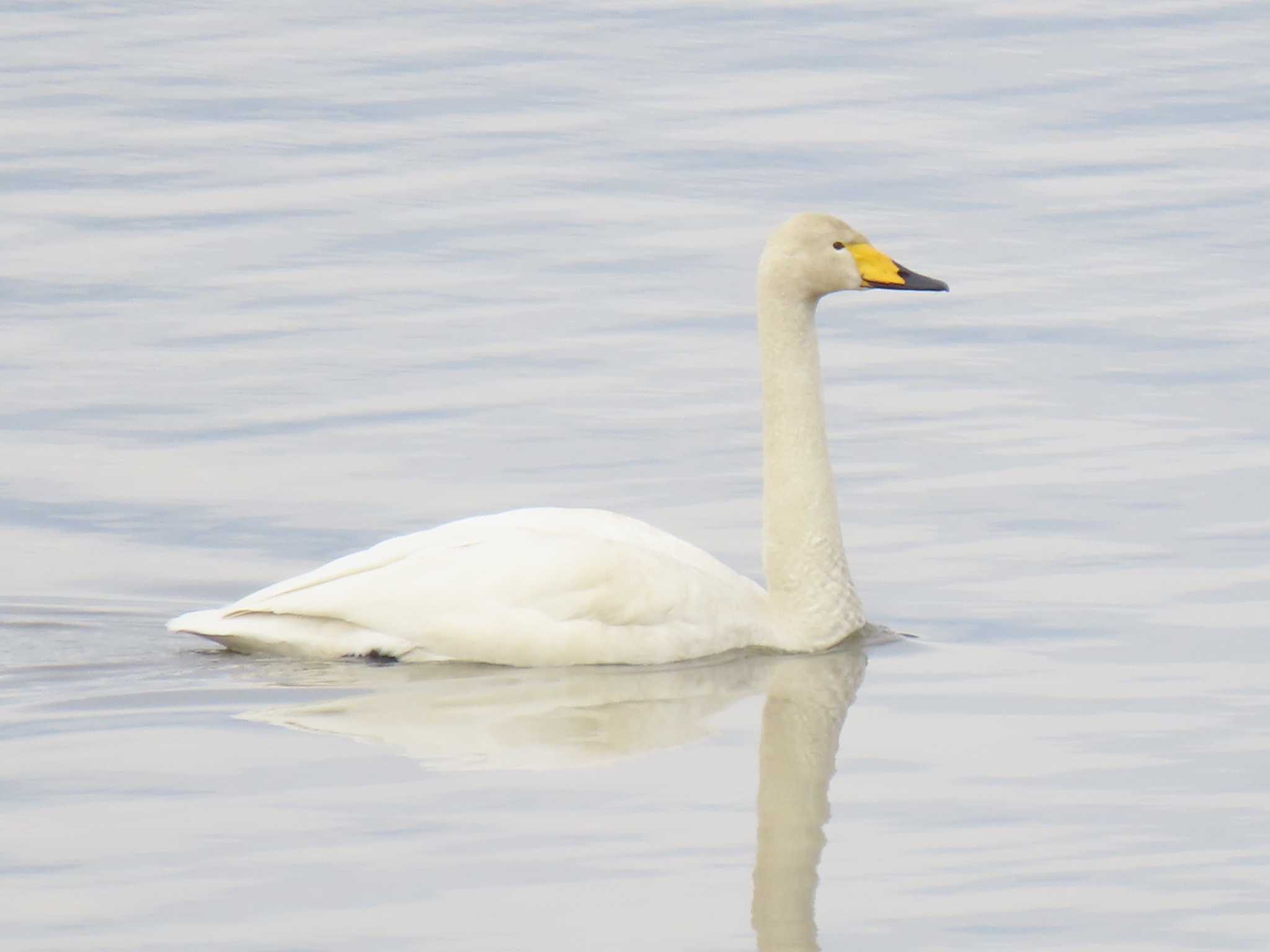 Whooper Swan