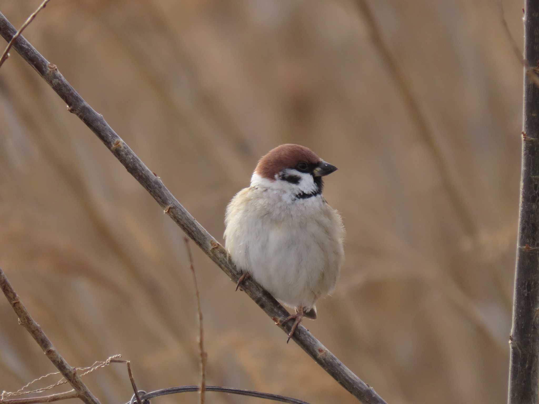 Eurasian Tree Sparrow