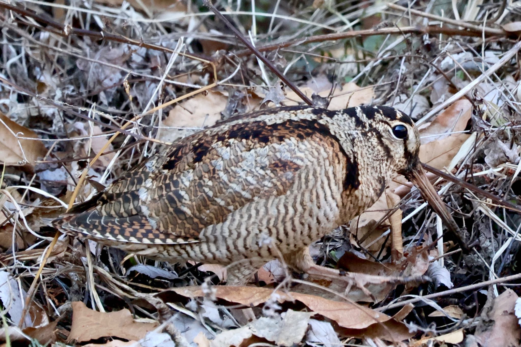 Eurasian Woodcock