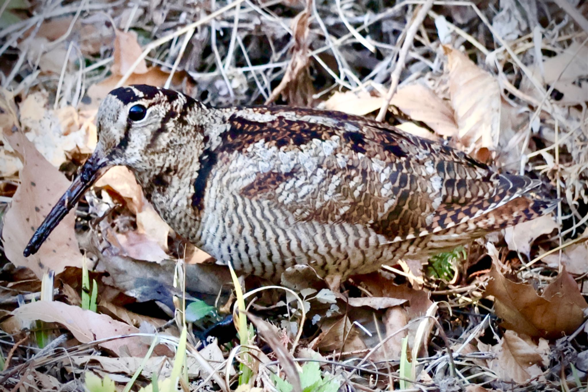 Eurasian Woodcock