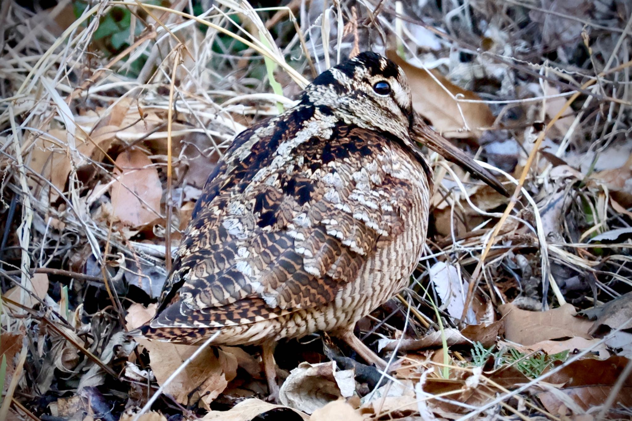 Eurasian Woodcock