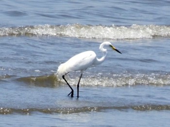 ダイサギ 葛西臨海公園 2023年6月17日(土)