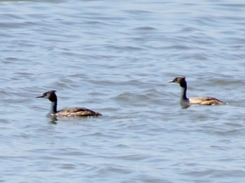 2023年6月17日(土) 葛西臨海公園の野鳥観察記録