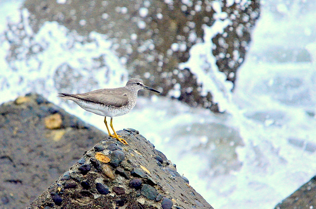 Grey-tailed Tattler