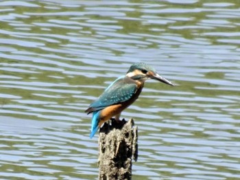 カワセミ 葛西臨海公園 2023年6月17日(土)