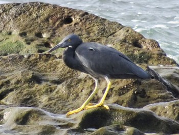 Pacific Reef Heron Terugasaki Beach Sat, 10/7/2023