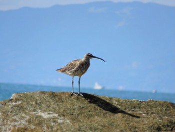 2023年10月7日(土) 柳島海岸の野鳥観察記録