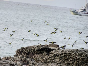 White-bellied Green Pigeon Terugasaki Beach Sat, 10/7/2023