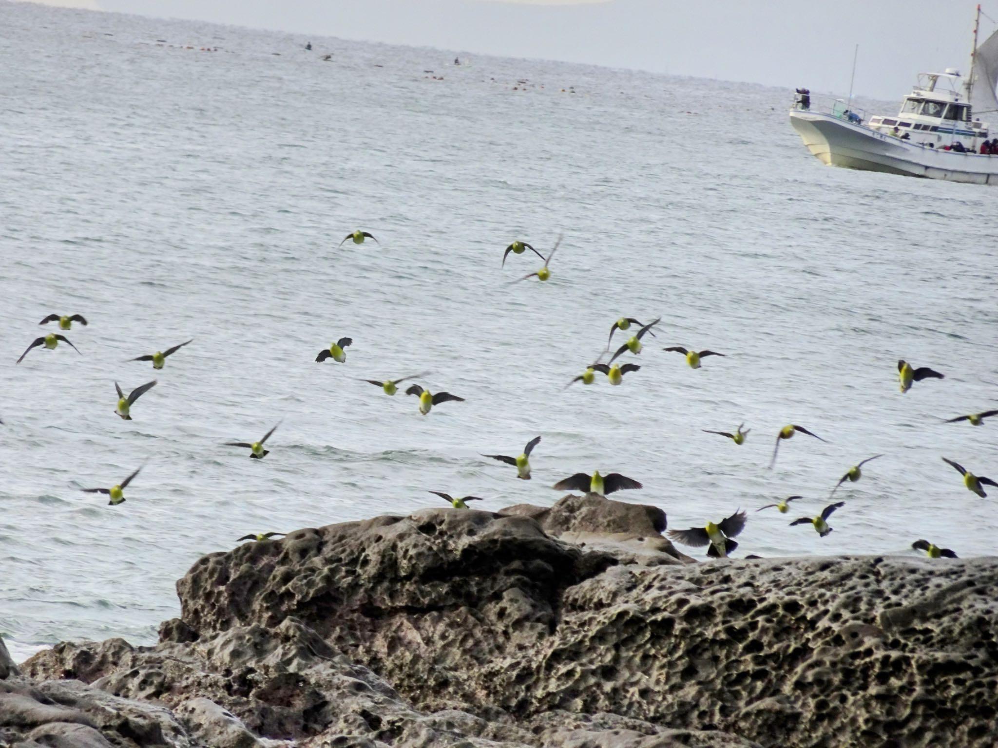 White-bellied Green Pigeon