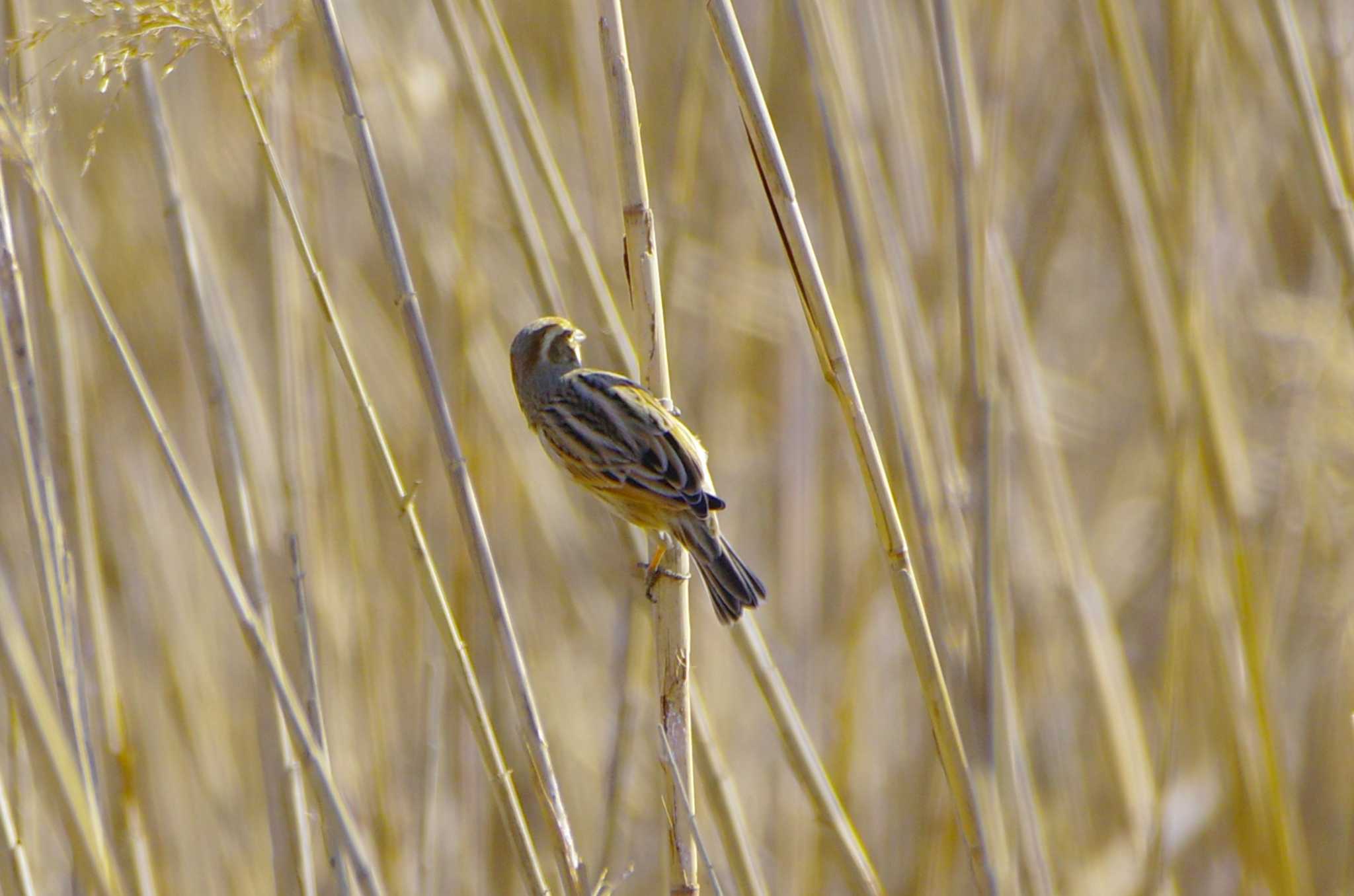 Photo of Common Reed Bunting at 涸沼 by BW11558