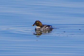 Common Goldeneye 涸沼 Sat, 2/3/2024