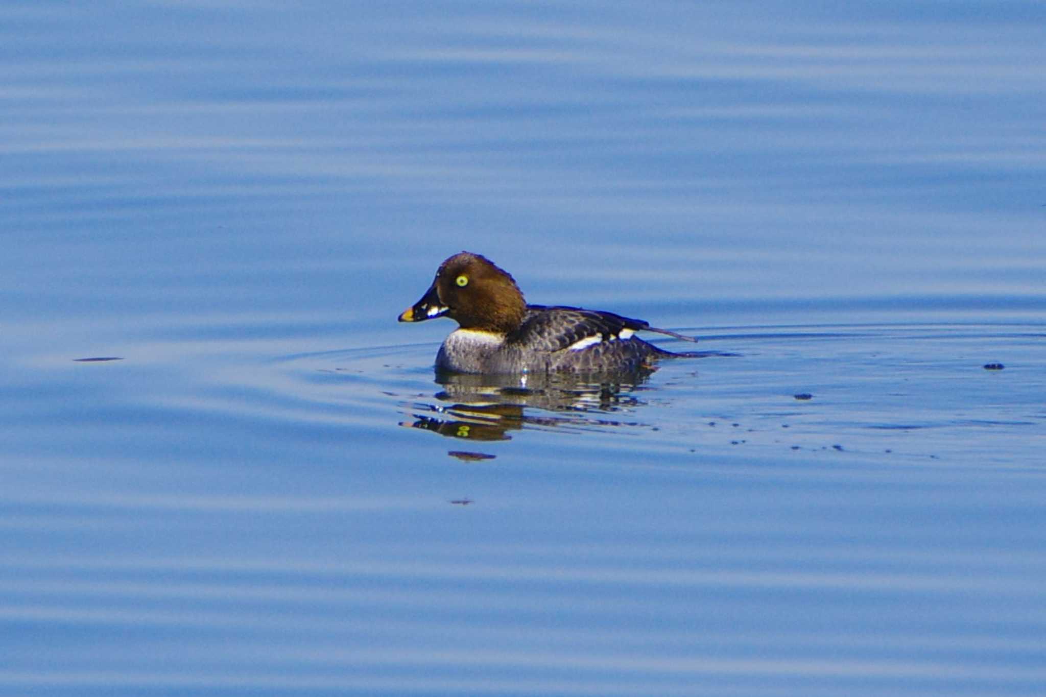 Photo of Common Goldeneye at 涸沼 by BW11558