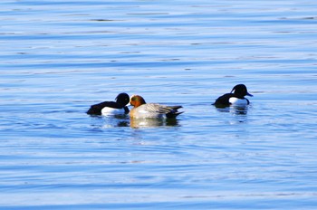 Tufted Duck 涸沼 Sat, 2/3/2024