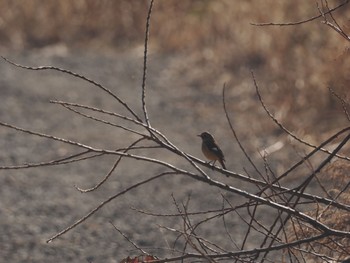Daurian Redstart 引地川親水公園 Sat, 2/3/2024