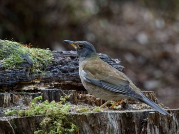 Pale Thrush 庚申山総合公園 Sun, 1/28/2024