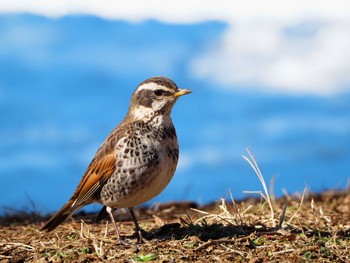 Dusky Thrush Yoyogi Park Wed, 2/7/2024