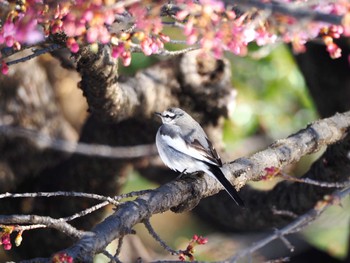 White Wagtail Yoyogi Park Wed, 2/7/2024