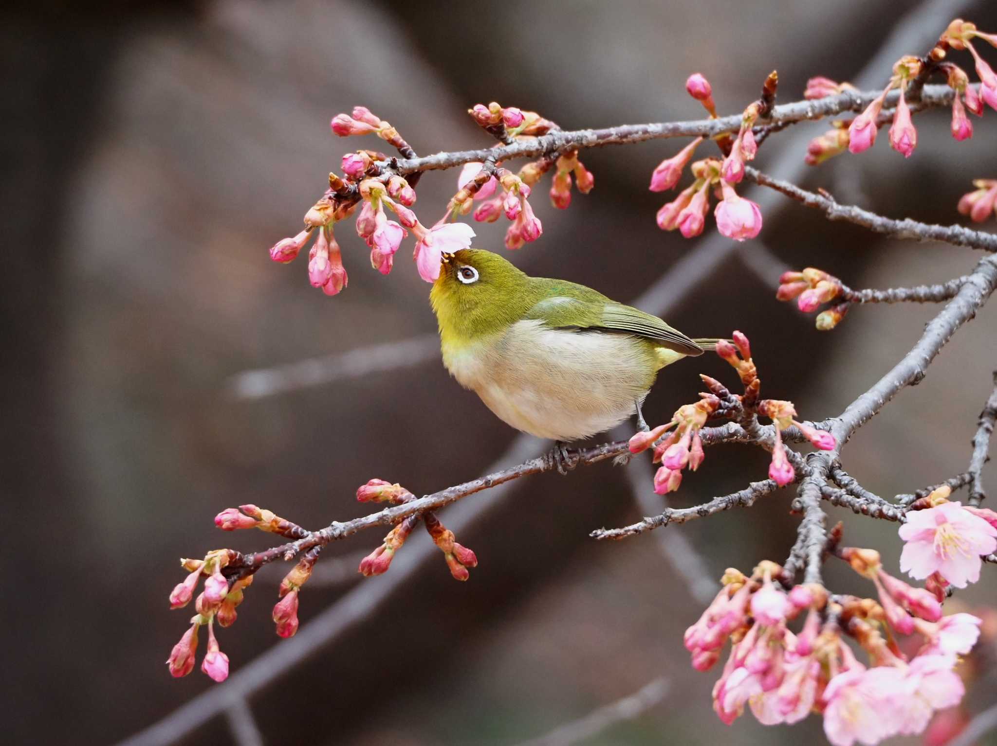 代々木公園 メジロの写真 by y-kuni