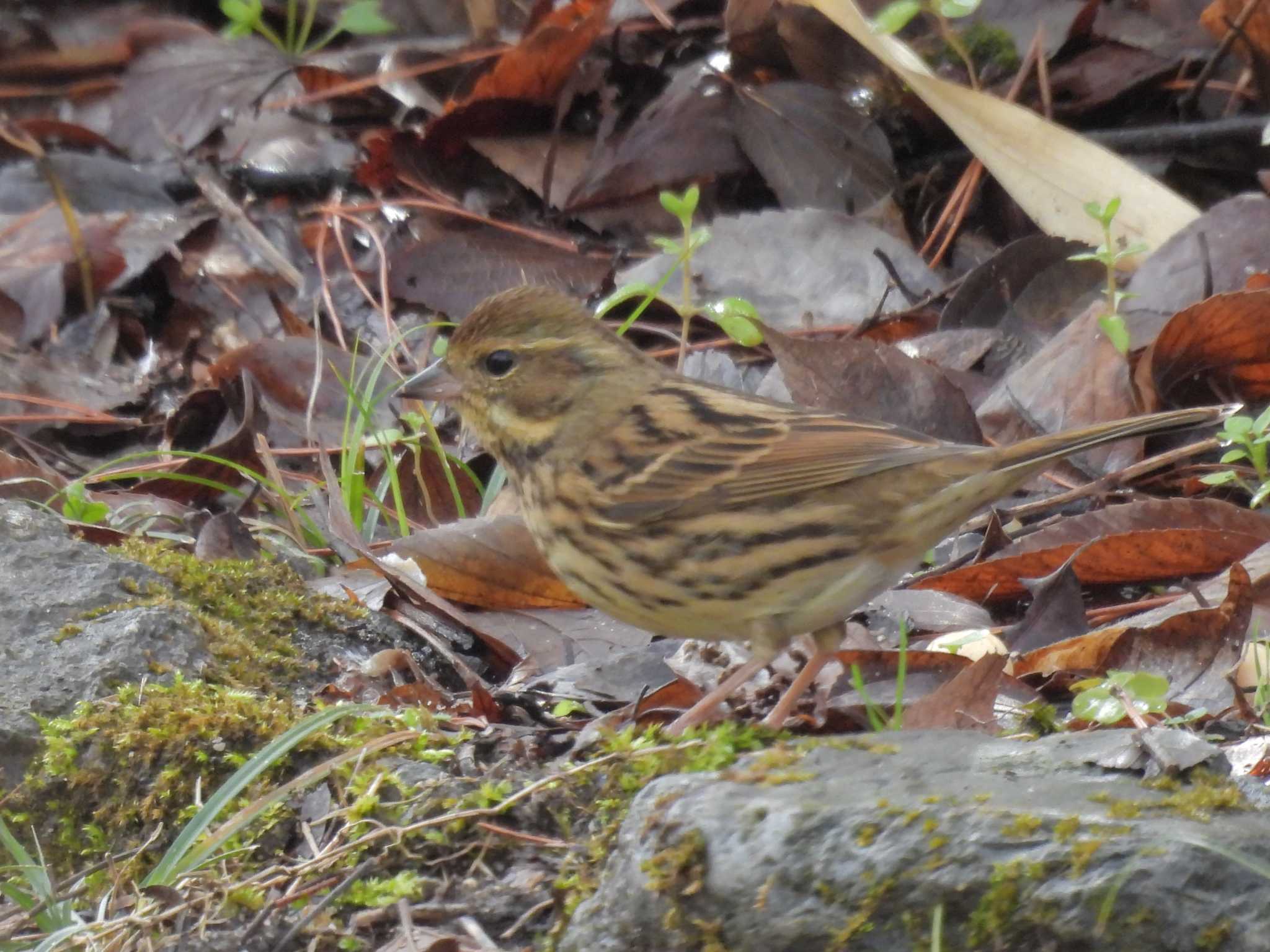 Masked Bunting