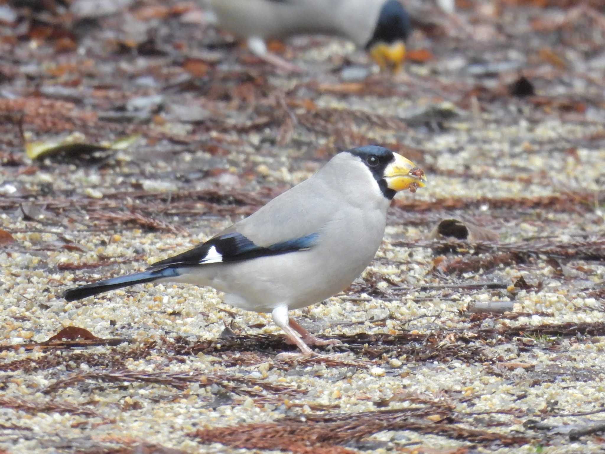 Photo of Japanese Grosbeak at 京都府立植物園 by ゆりかもめ