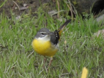 Grey Wagtail 京都府立植物園 Tue, 2/6/2024