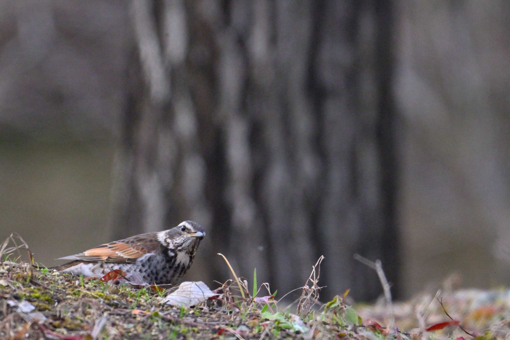 Dusky Thrush