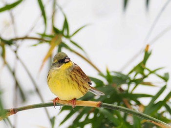 アオジ 小宮公園(八王子) 2024年2月6日(火)