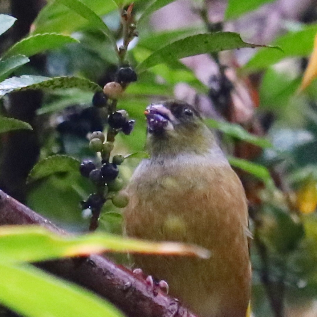 錦織公園 カワラヒワの写真 by sakura