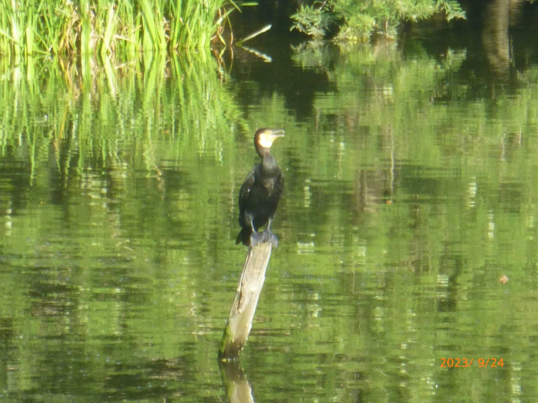 カワウ