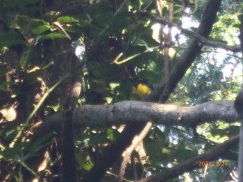 Sun, 9/24/2023 Birding report at Mizumoto Park