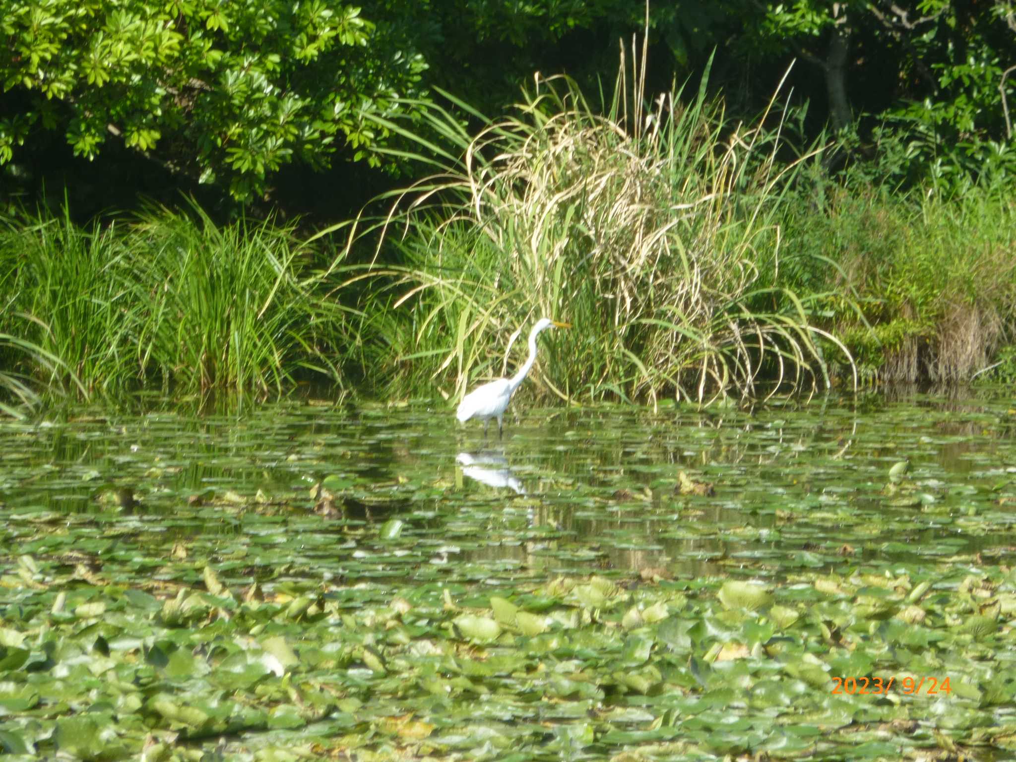 水元公園 ダイサギの写真 by コンデジ探鳥