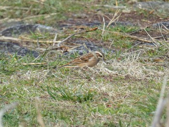 2024年2月6日(火) 桂川の野鳥観察記録