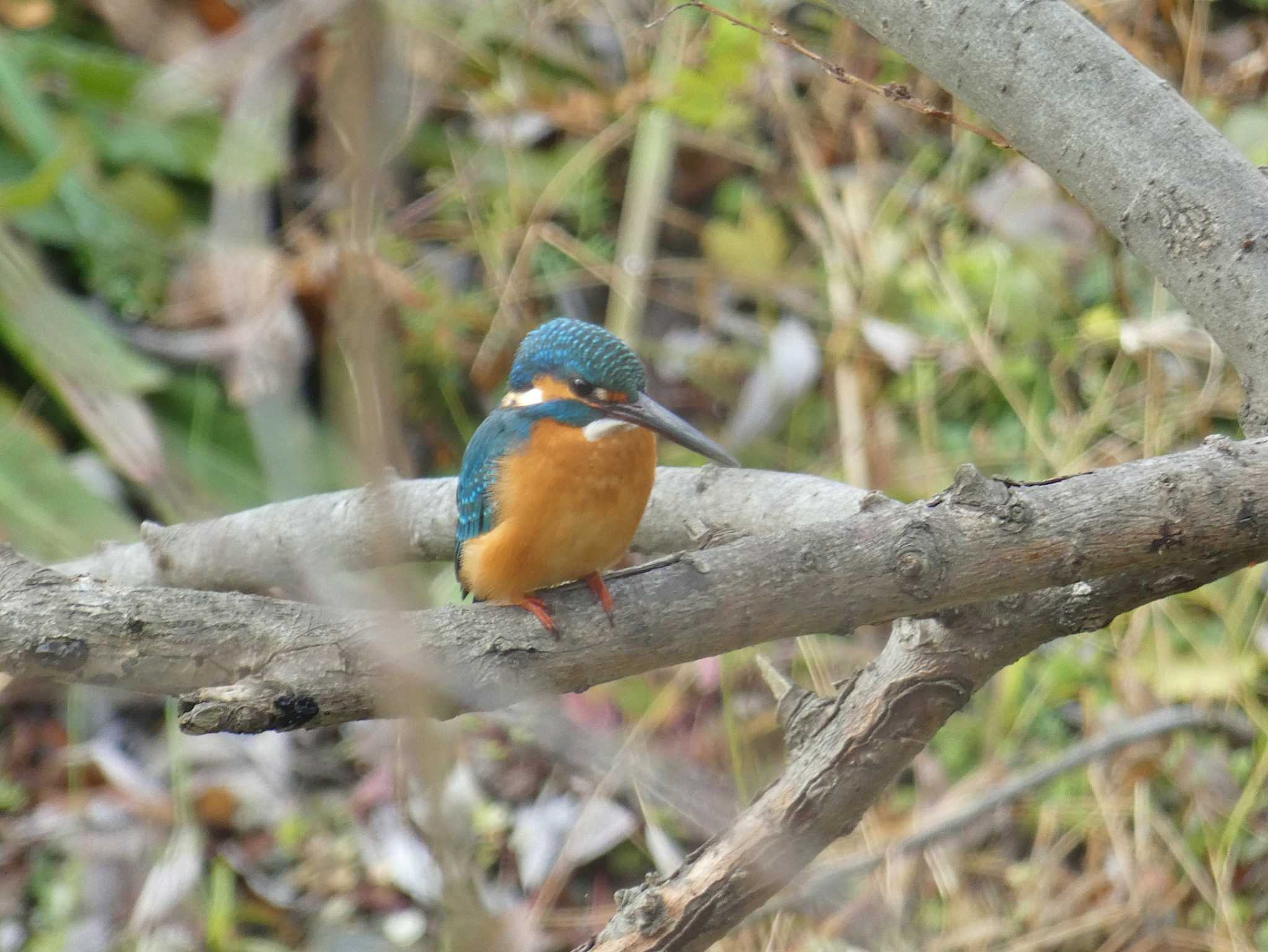 Common Kingfisher