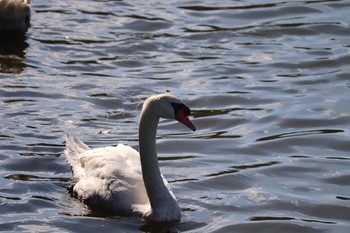 Mute Swan 長居公園 Sat, 11/10/2018