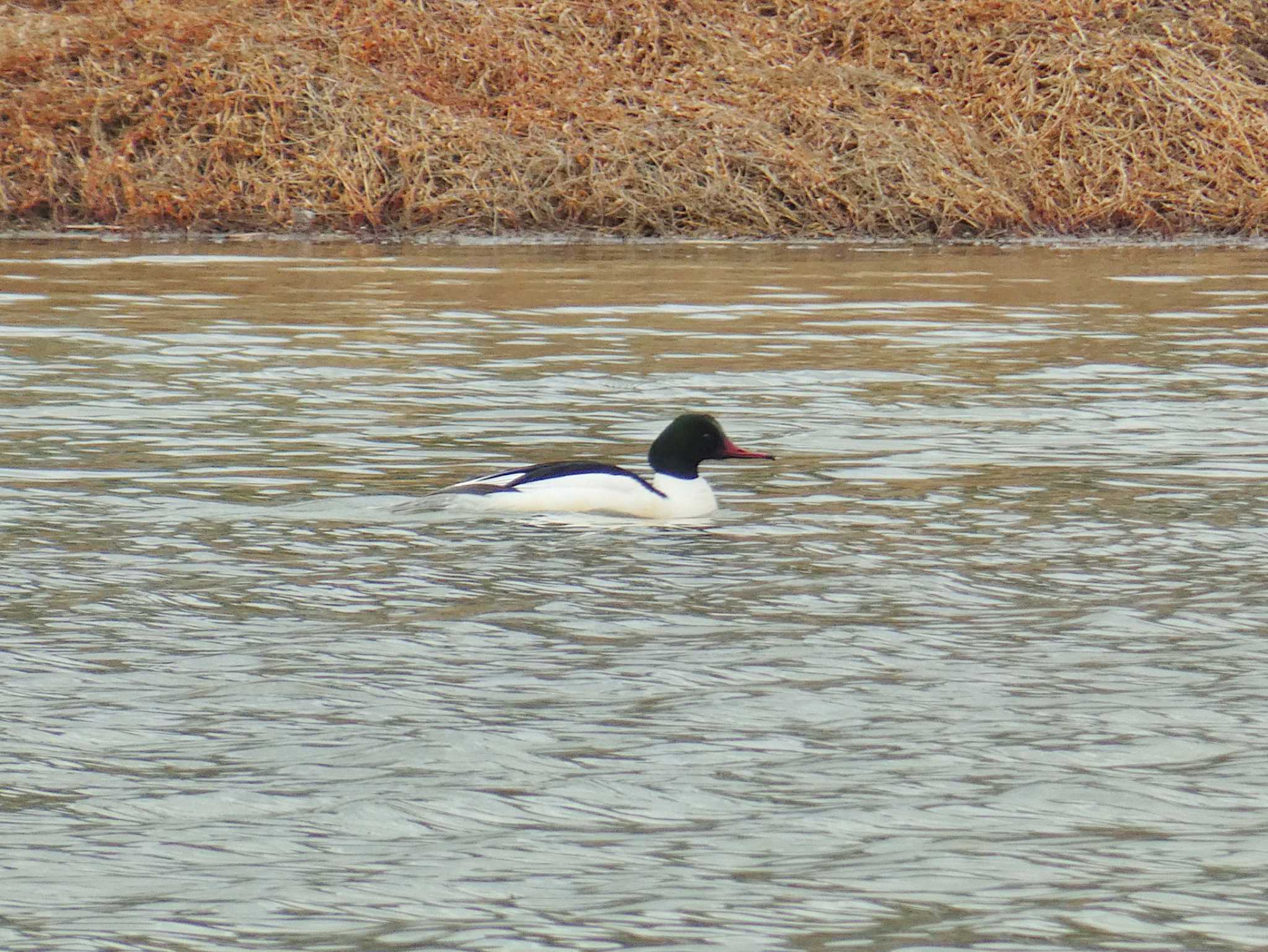 Common Merganser