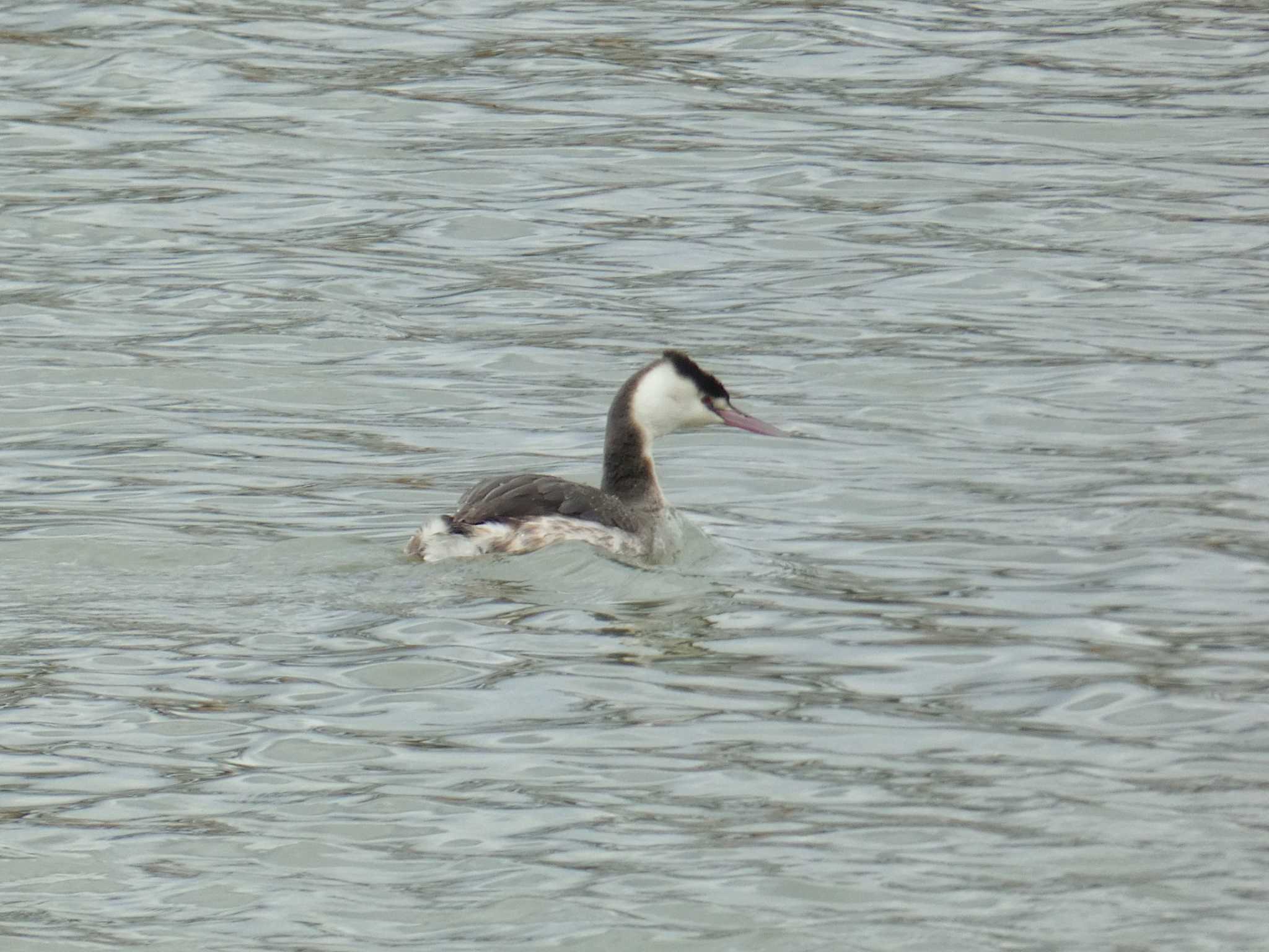 Great Crested Grebe