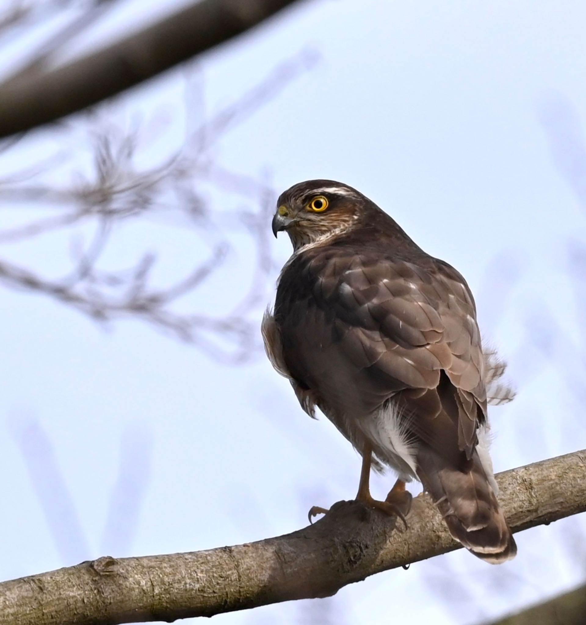Photo of Eurasian Sparrowhawk at  by YURIKAMOME5513
