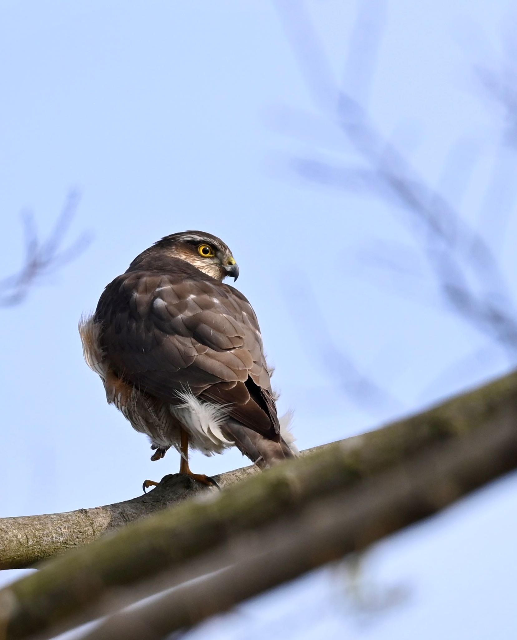 Photo of Eurasian Sparrowhawk at  by YURIKAMOME5513