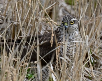 Eurasian Sparrowhawk Unknown Spots Sun, 2/4/2024