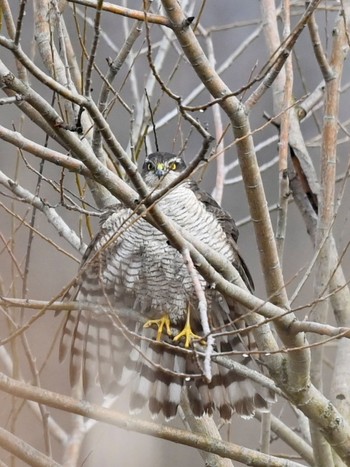 Eurasian Sparrowhawk Unknown Spots Sun, 2/4/2024