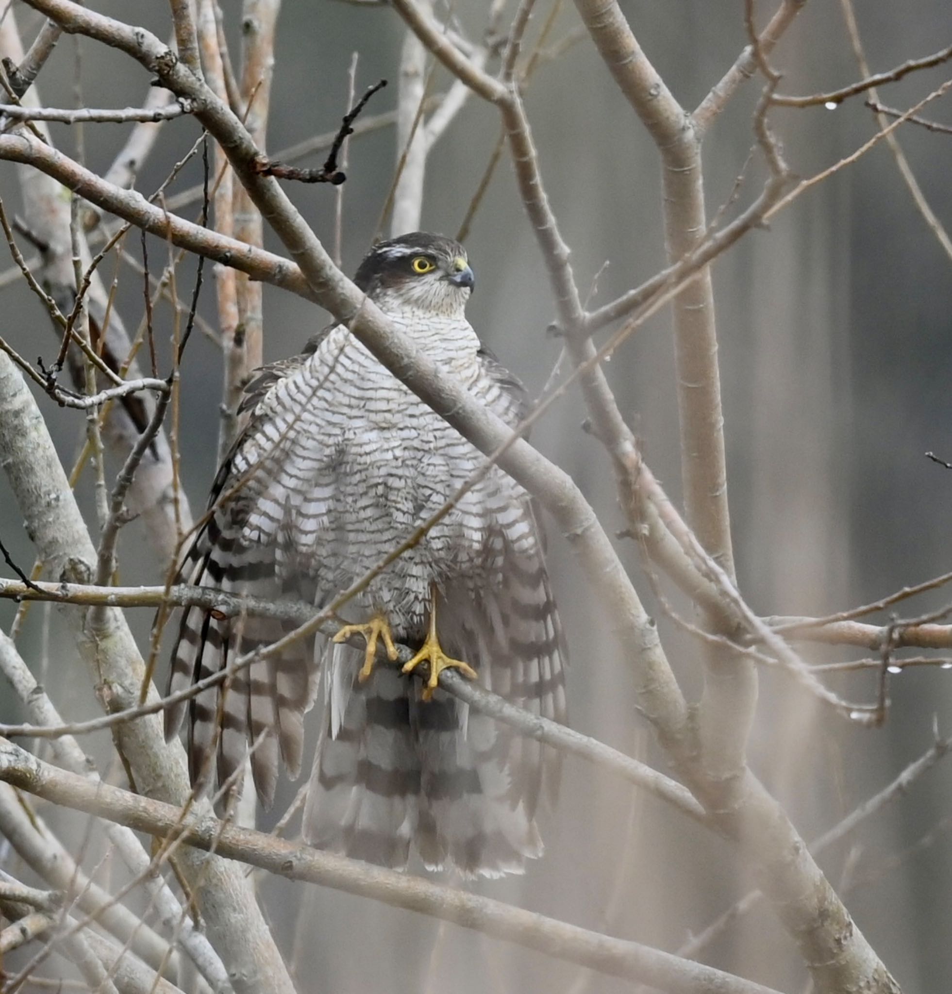 Photo of Eurasian Sparrowhawk at  by YURIKAMOME5513