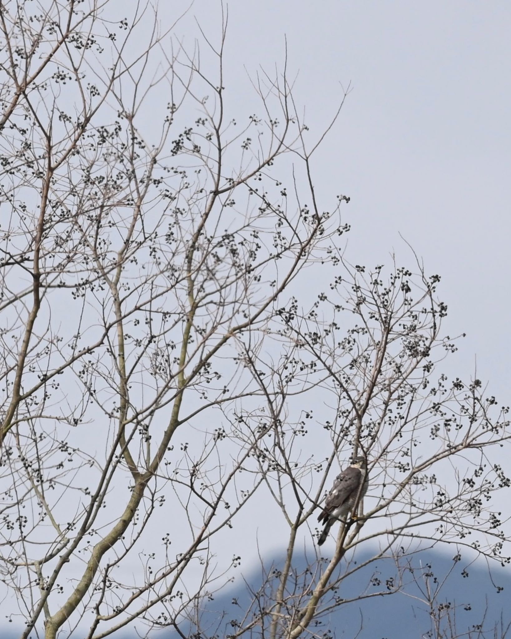 Photo of Eurasian Sparrowhawk at  by YURIKAMOME5513