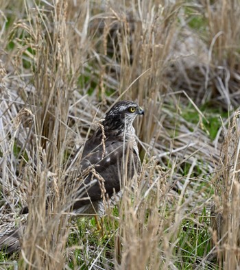 Eurasian Sparrowhawk Unknown Spots Sun, 2/4/2024