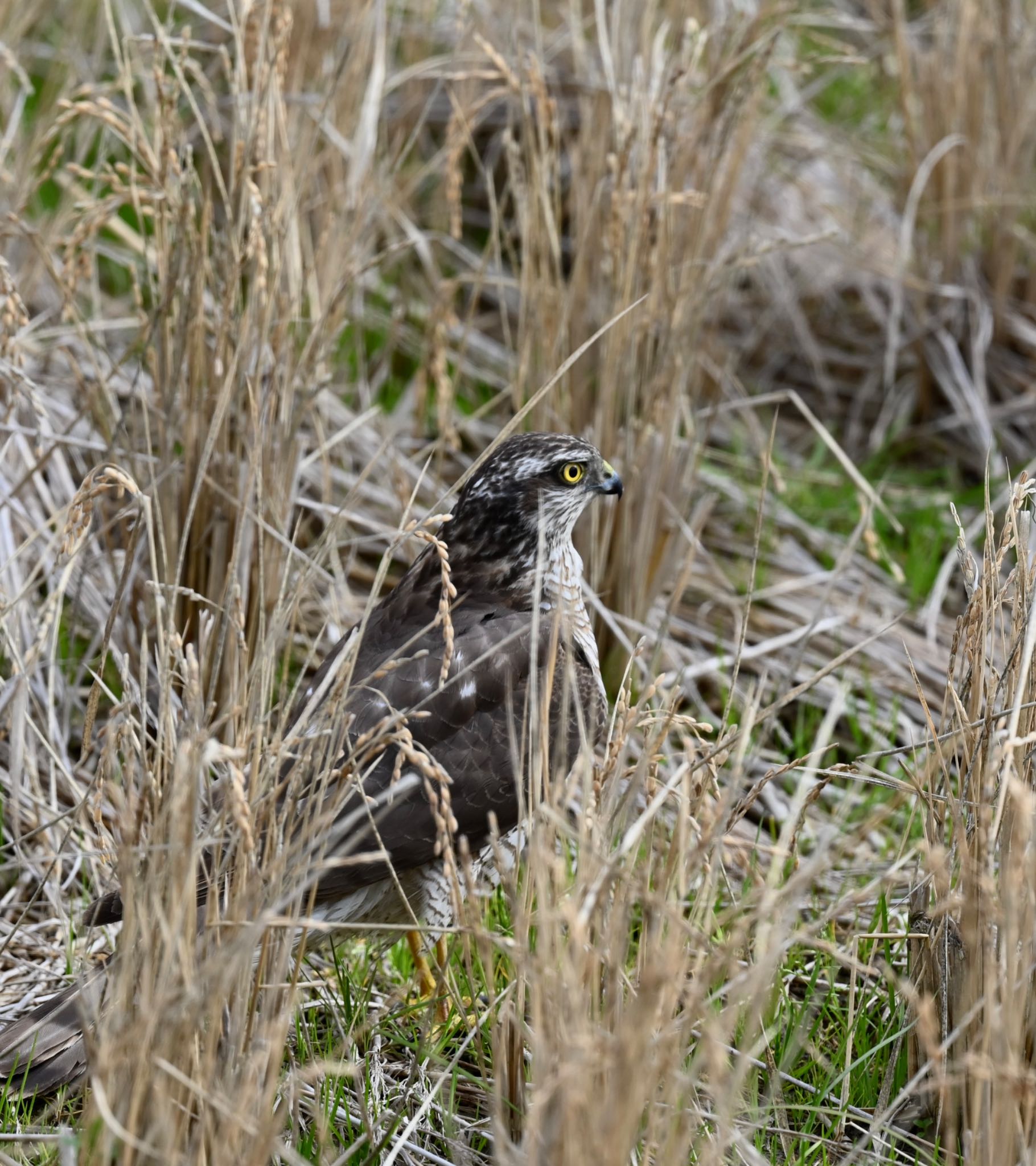 Photo of Eurasian Sparrowhawk at  by YURIKAMOME5513