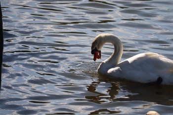 Mute Swan 長居公園 Sat, 11/10/2018