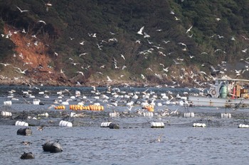 未同定 高知 柏島 2018年11月13日(火)