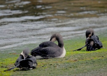 Pacific Loon Unknown Spots Unknown Date