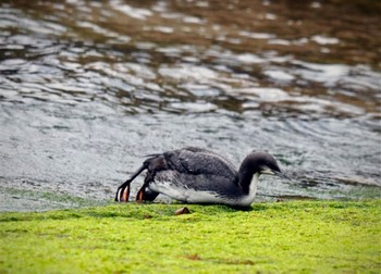 Pacific Loon Unknown Spots Unknown Date