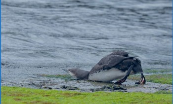 Pacific Loon Unknown Spots Unknown Date